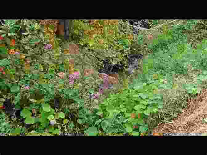 A Hidden Glade With Vibrant Wildflowers And A Babbling Brook The Mysterious Woods Of Whistle Root