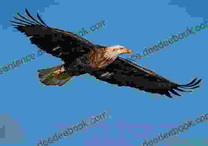 A Hiker Observes A Majestic Bald Eagle Soaring Above Megunticook Lake While Following The Megunticook Lake Trail. Best Easy Day Hikes Camden (Best Easy Day Hikes Series)