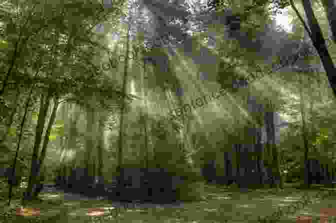 A Serene Forest Scene With Soft Sunlight Filtering Through The Canopy The Mysterious Woods Of Whistle Root