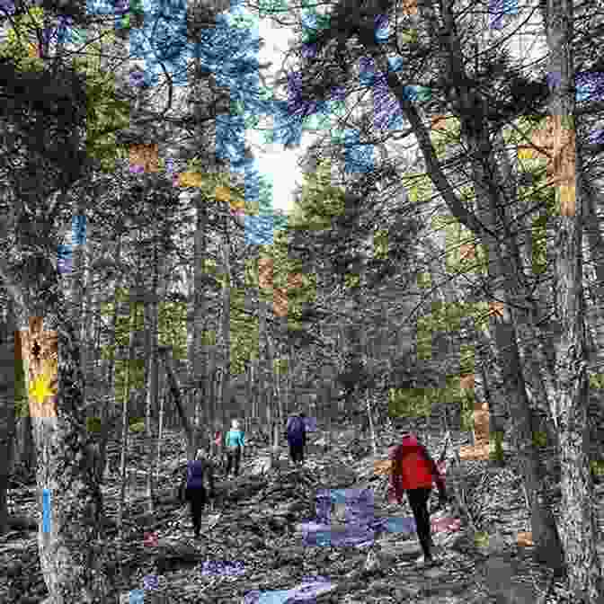 Hikers Explore The Interconnected Trails Of Camden Hills State Park, Surrounded By Dense Forest And Granite Peaks. Best Easy Day Hikes Camden (Best Easy Day Hikes Series)