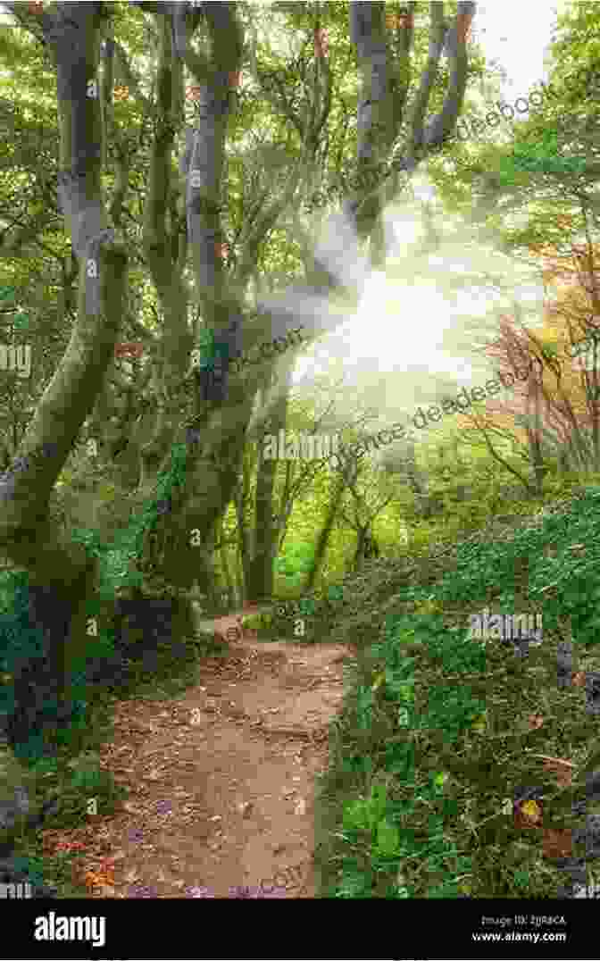 Hikers Wander Through The Serene Beech Forest On The Beech Hill Trail, Surrounded By Towering Trees And Wildflowers. Best Easy Day Hikes Camden (Best Easy Day Hikes Series)