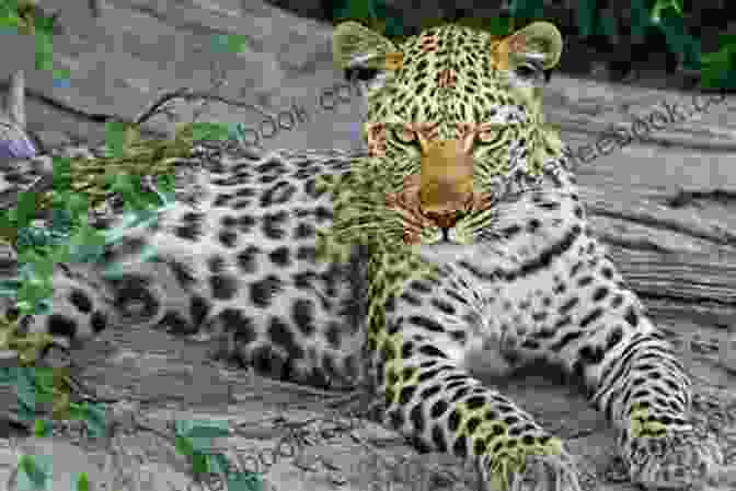 Leopard Unbelievable Pictures And Facts About Zimbabwe